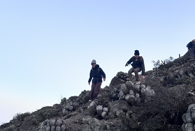 Tour Médano
