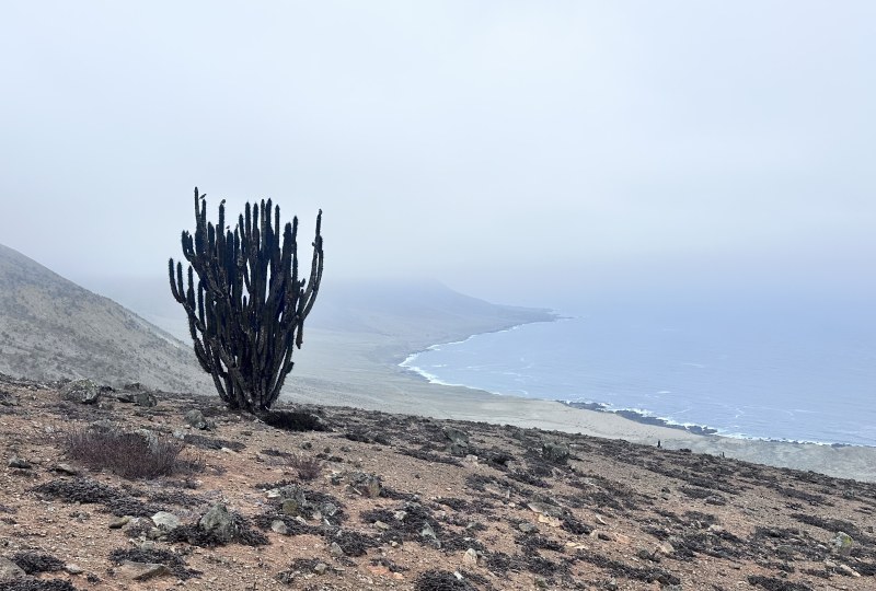 Tour Médano